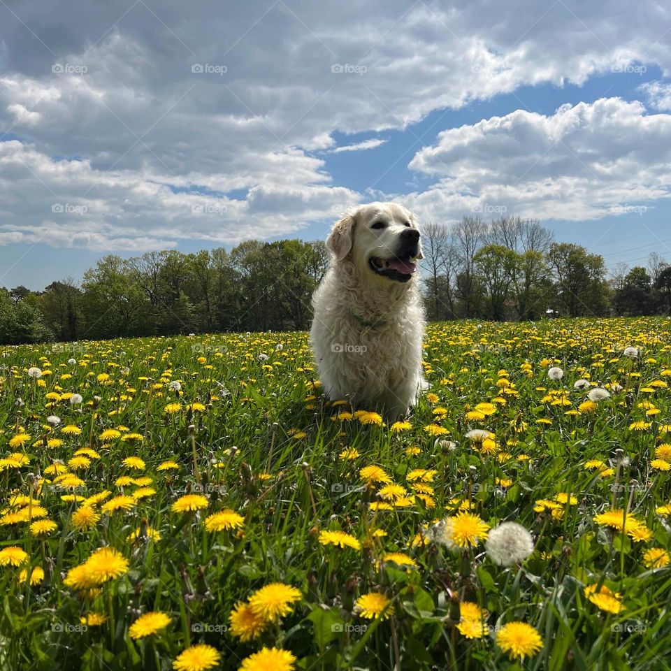 Golden retriever dog spring time