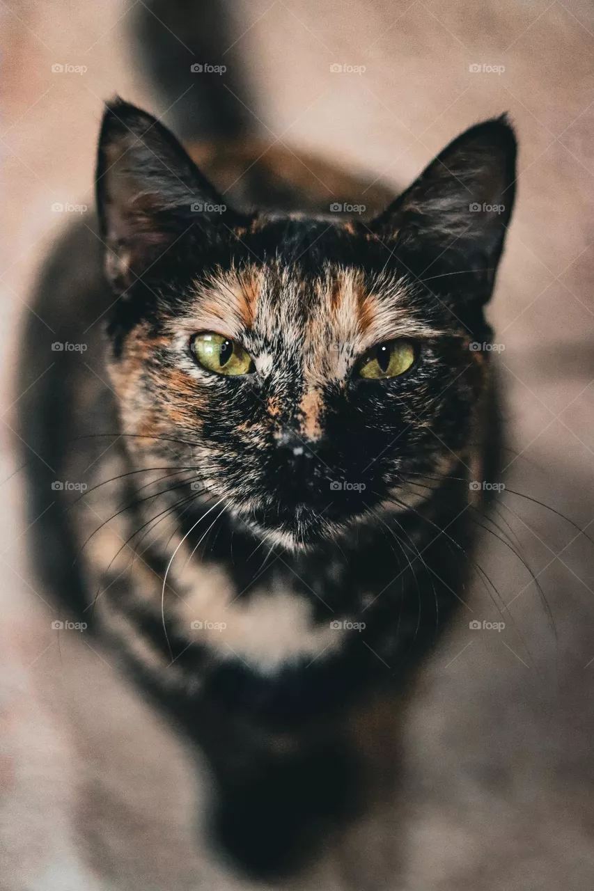Carey cat