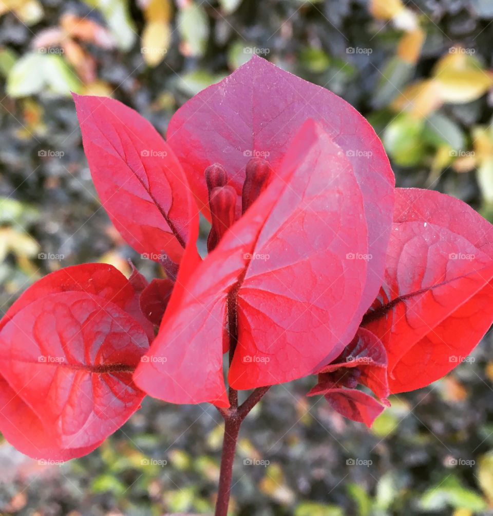 🌼#Flores do nosso #jardim, para alegrar e embelezar nosso dia!
#Jardinagem é nosso #hobby.
🌹
#flor #flowers #flower #pétalas #garden #natureza #nature #flora