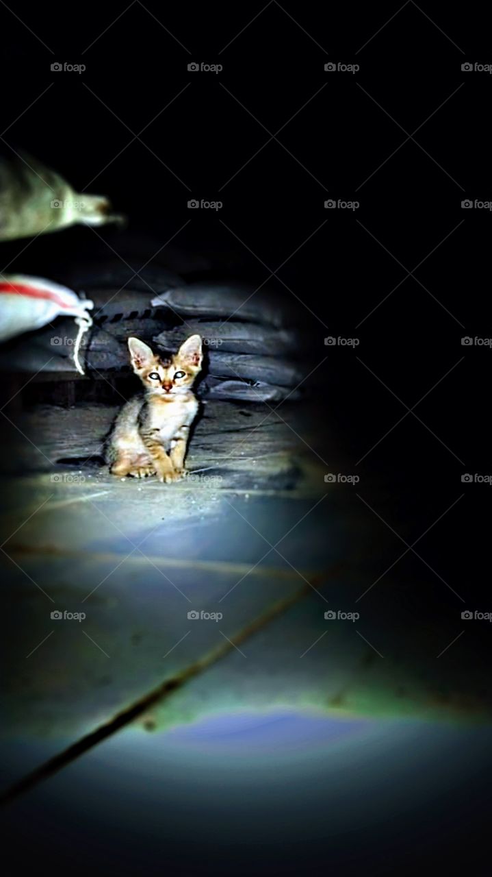 The little one with the sharp gaze