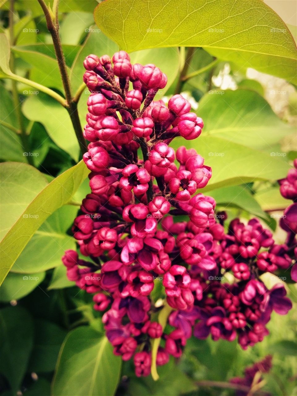 green flowers nature pink by bubu