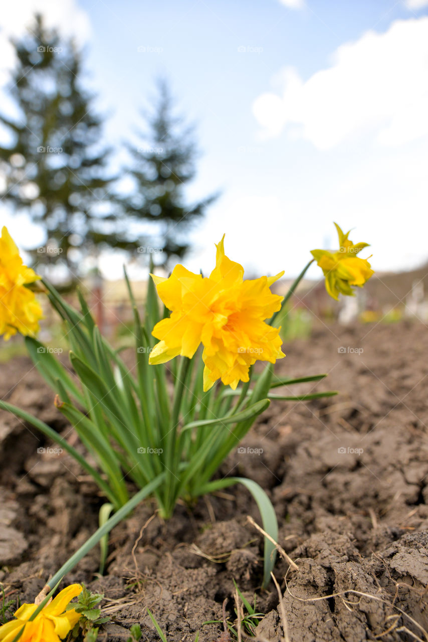 Daffodil flowers