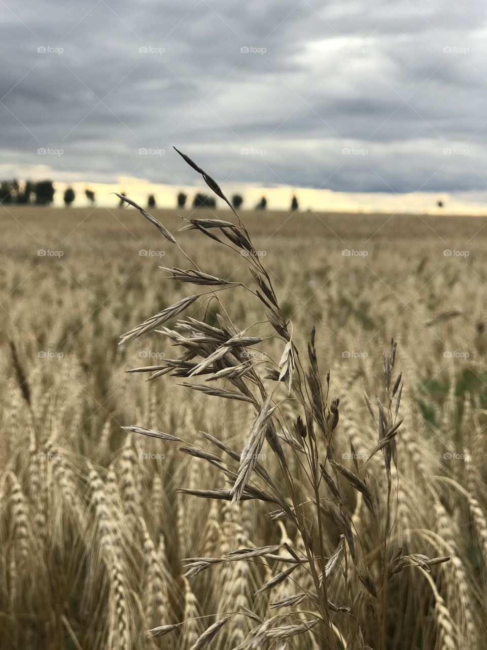Природа пшеница