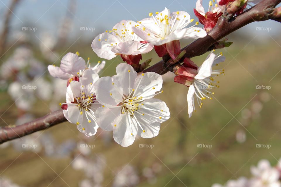 Close-up of white flowers