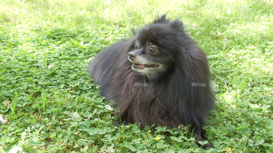 Roxy Enjoying the Sunshine