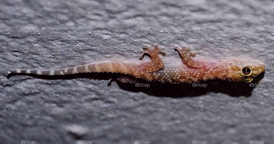 Gecko