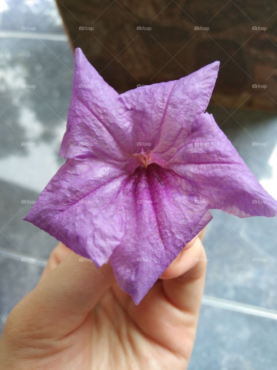 purple flower