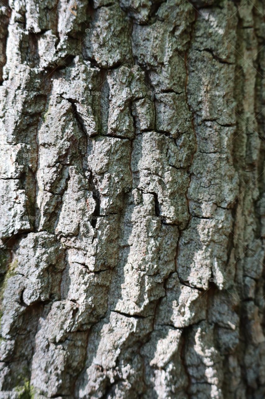 Old tree trunk closeup