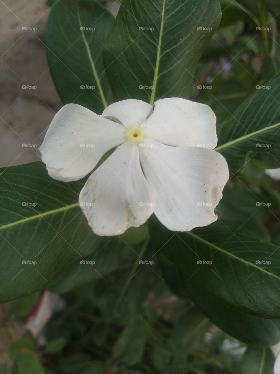 periwinkle white flower seasonal fresh looks very beautiful generally found everywhere
