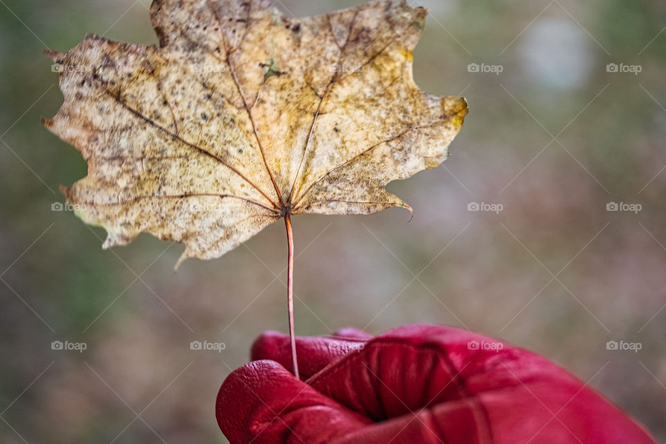 brown leaf