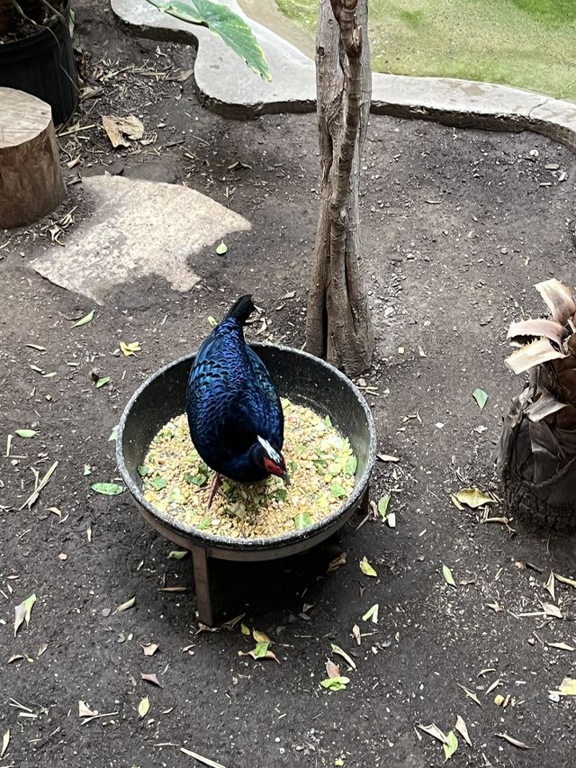 Chicken 