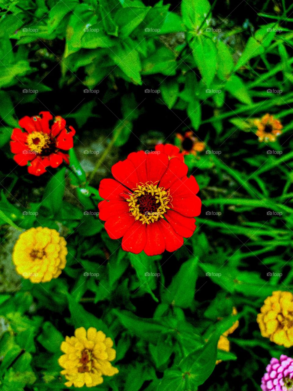 This zinnia flower looks very beautiful. There is a yellow circle in the middle of the flower. And the red leaves look very beautiful.