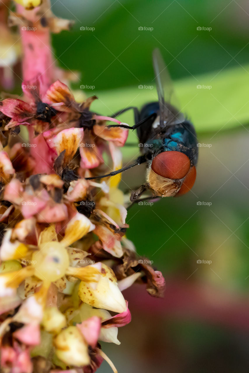 Musca domestica