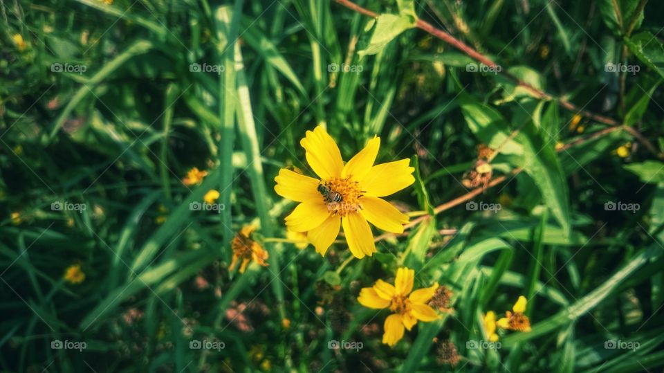 yellow colour stories