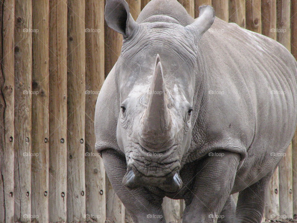 Rhino. Zoo photo