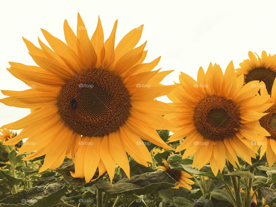 Sunflower, Flora, Flower, Nature, Summer