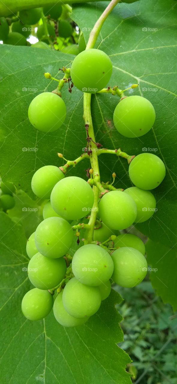 grapes