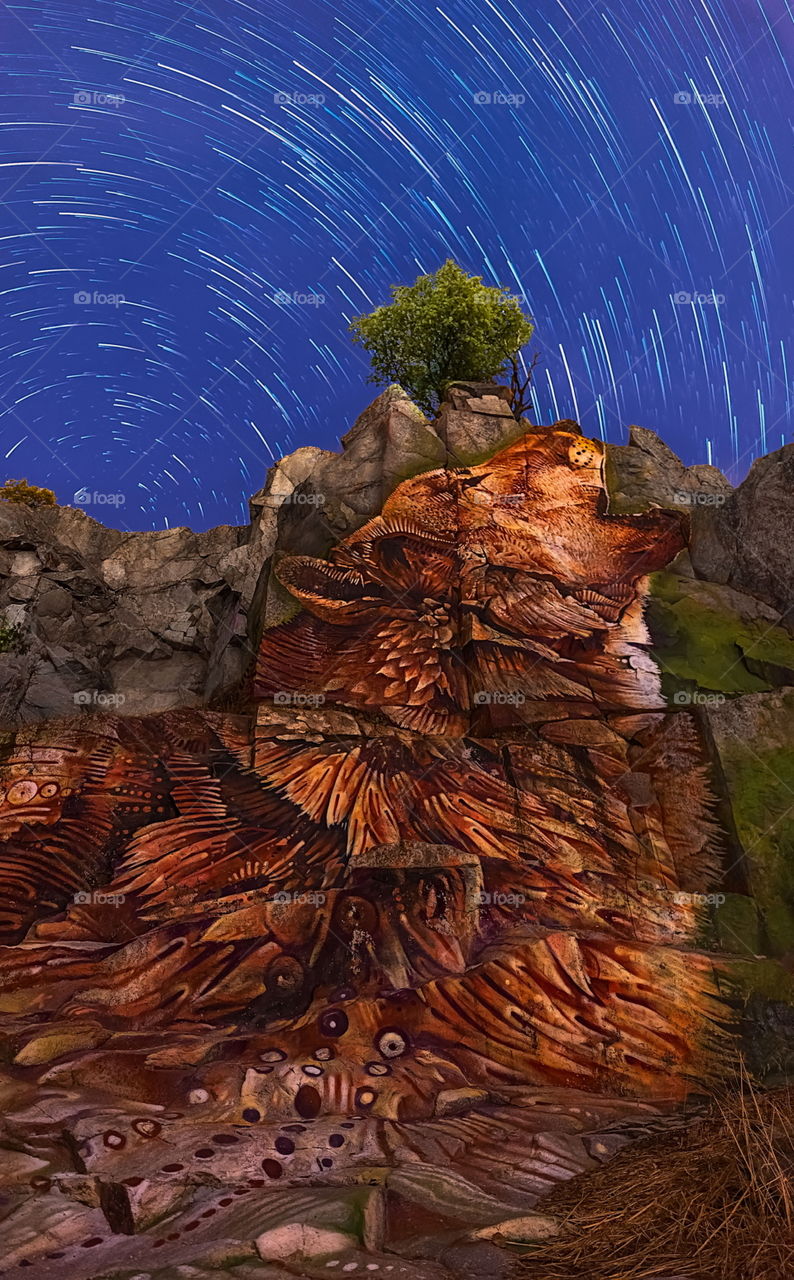 Wolf in the mountain