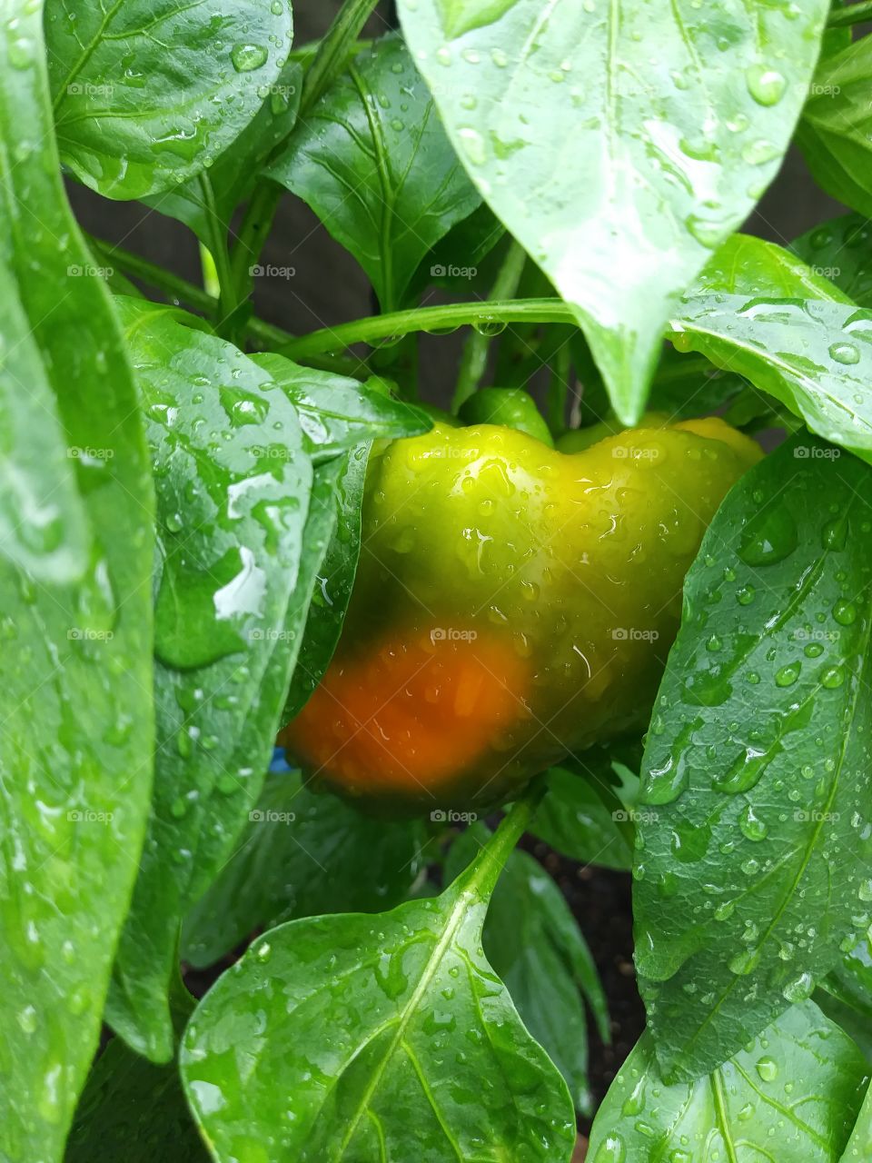 Bell pepper ripening