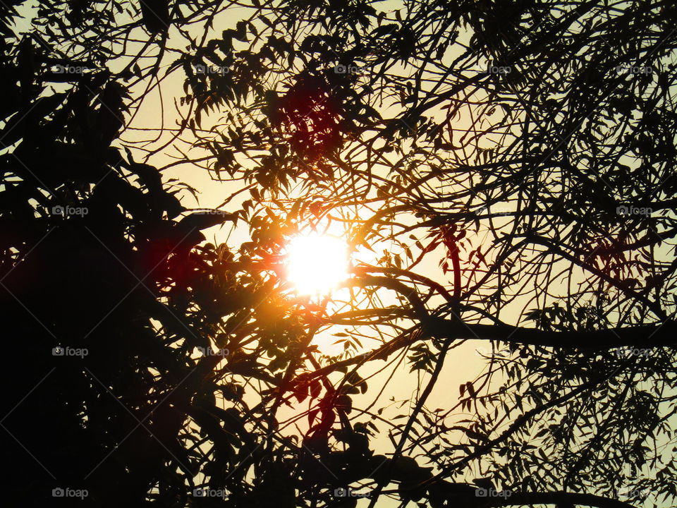 Beautiful sunset through trees or leaves with beautiful background