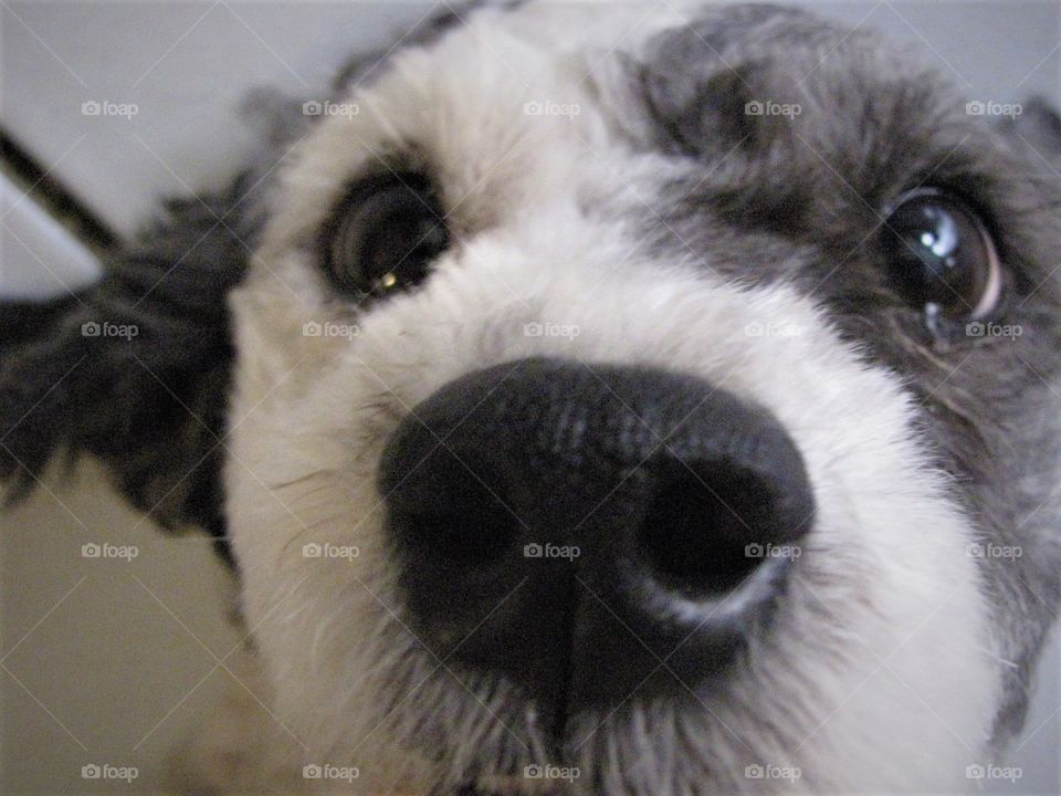 Closeup of dogs nose