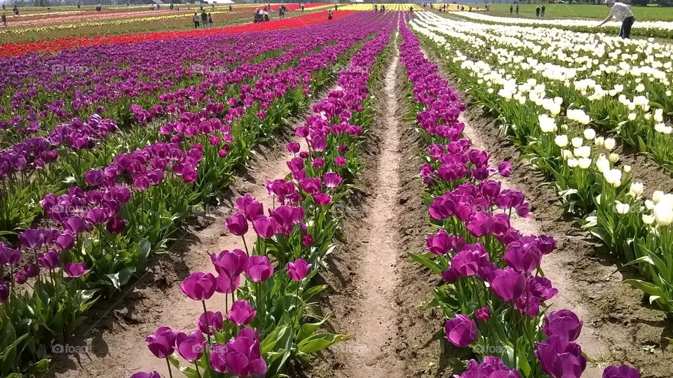 Tulip field