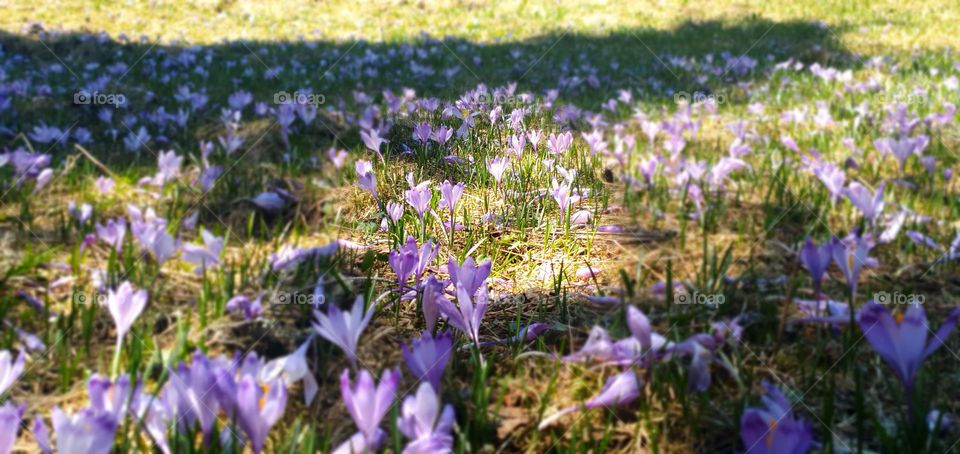 Purple flowers