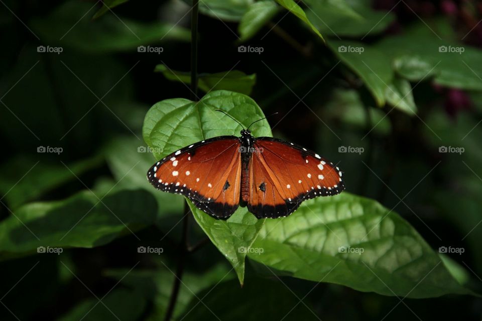 A Photograph of a Soldier butterfly