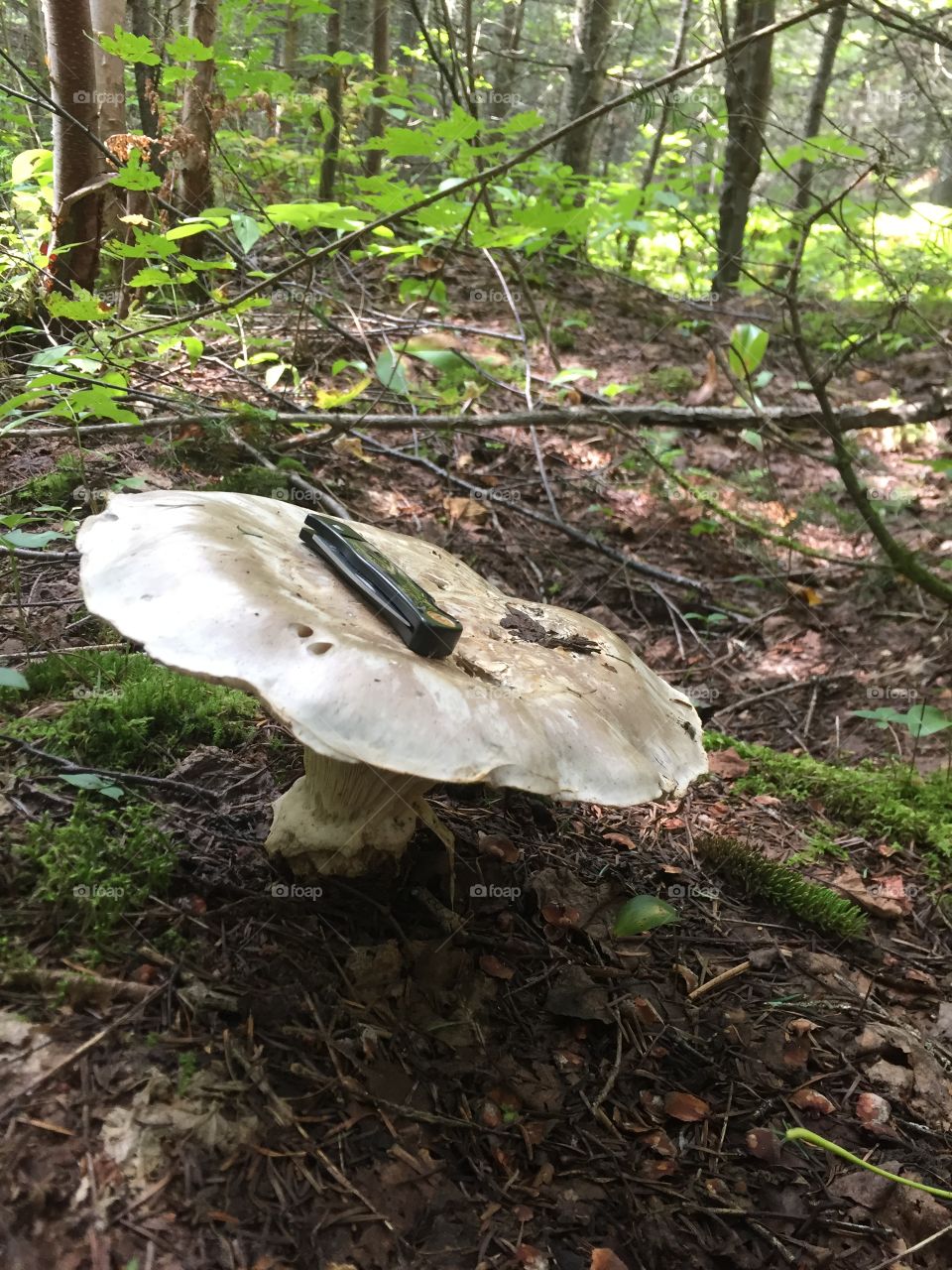 Big mushroom with a knife on in the forest