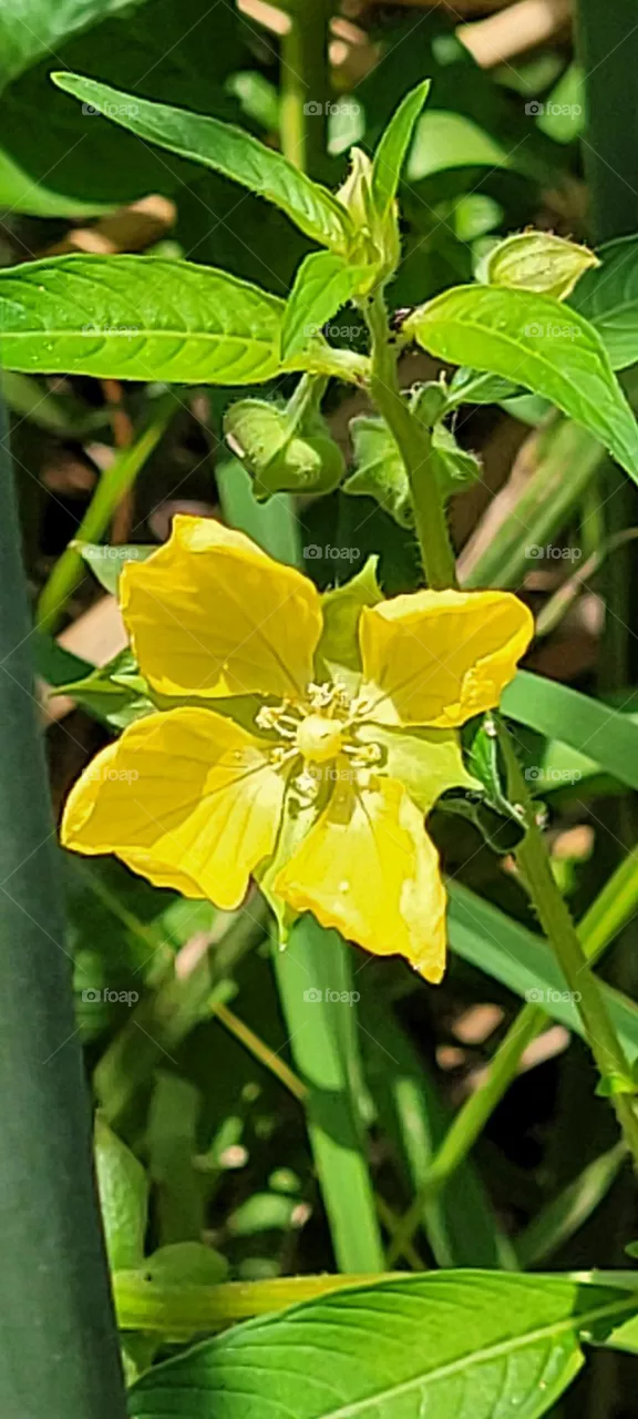 Beautiful, tropical wildflower in south Texas.