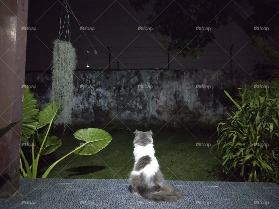 Cat look up at the beautiful stars at night