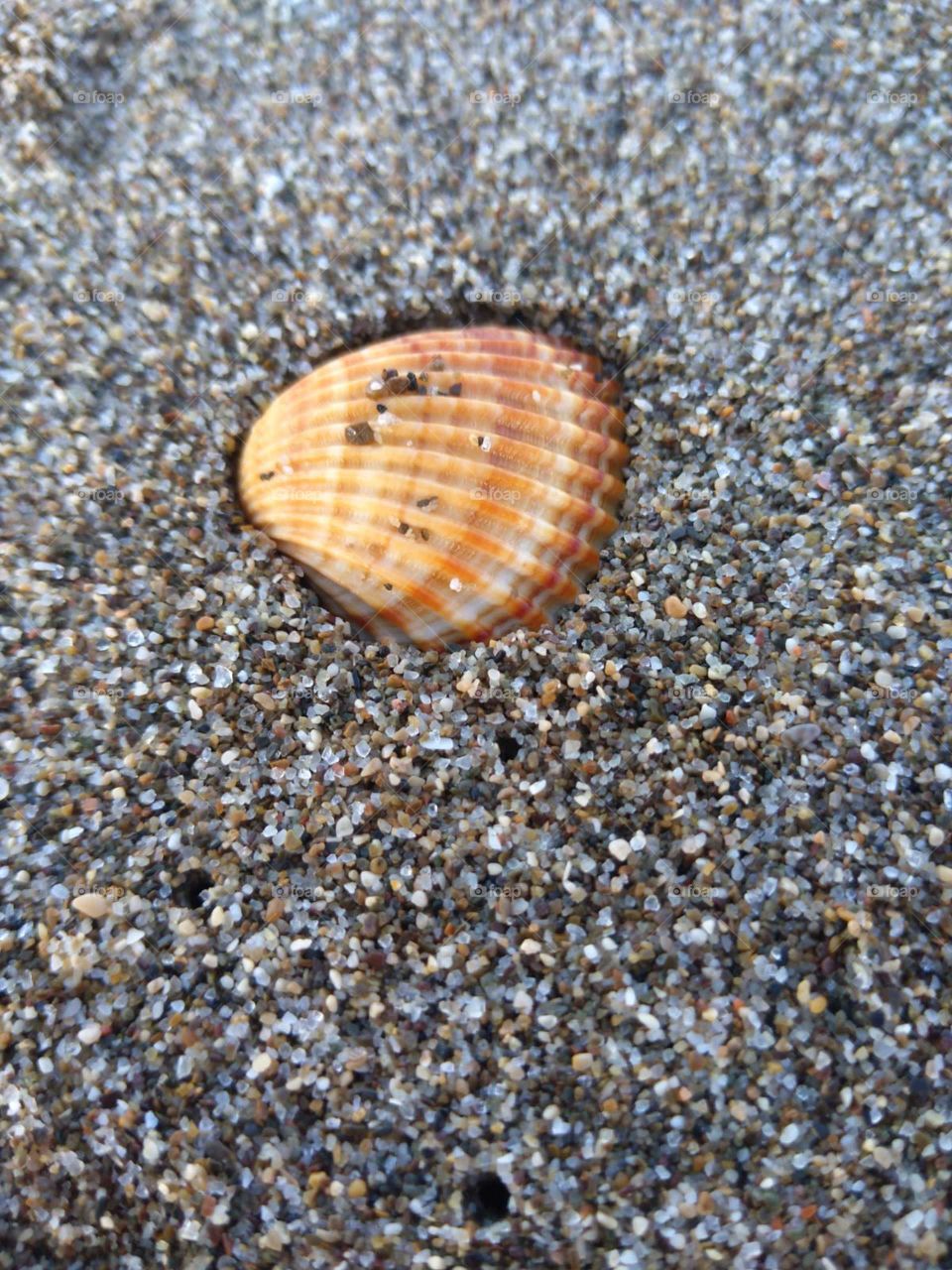 The seashell in sand