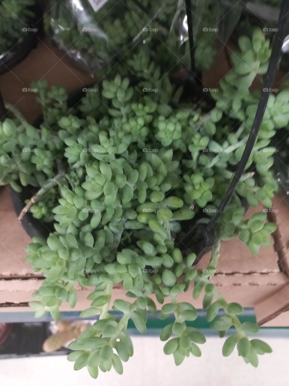 Suculenta Dedo-de-Moça, suas folhas armazenam água,  tornando-a uma planta suculenta. É, ideal para vasos suspensos, prateleiras ou cestos, onde suas hastes podem se derramar, formando  um belo e harmonioso visual