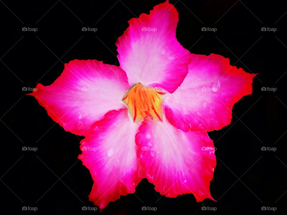 Pink flower with water droplet in dark background