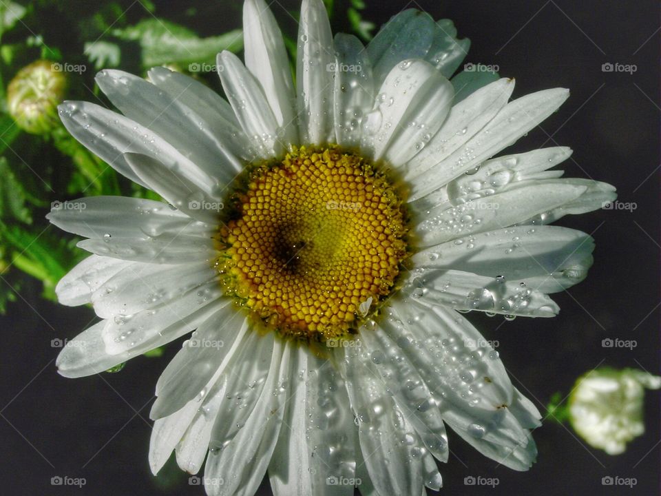 Dewy daisy