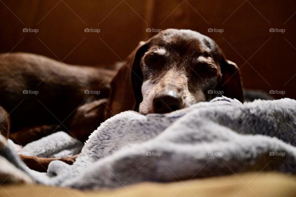 Our mommy Daisy is tired of barking all-day every time kids with skateboard pass. 