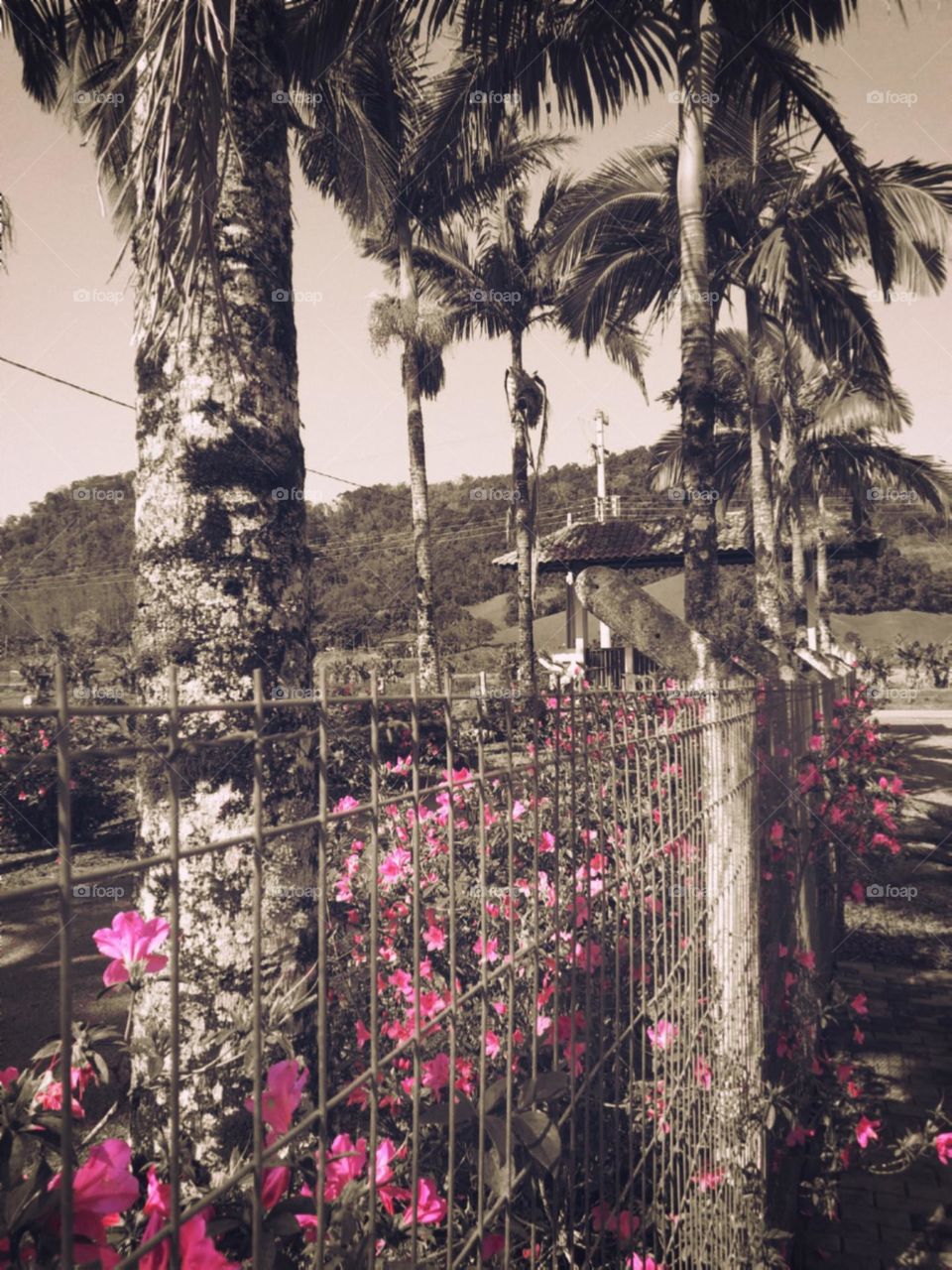 Destaque para as Azaleias