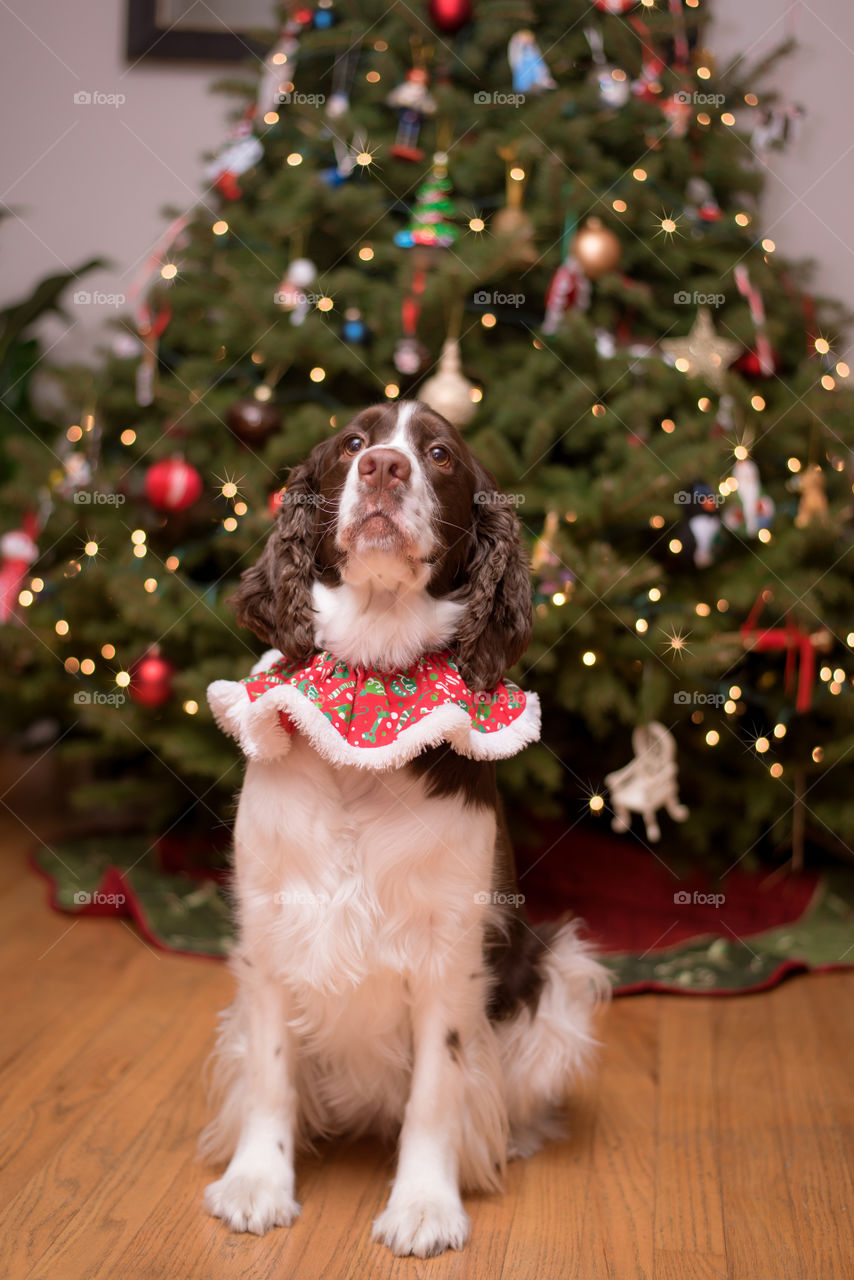 Spaniel at Christmas