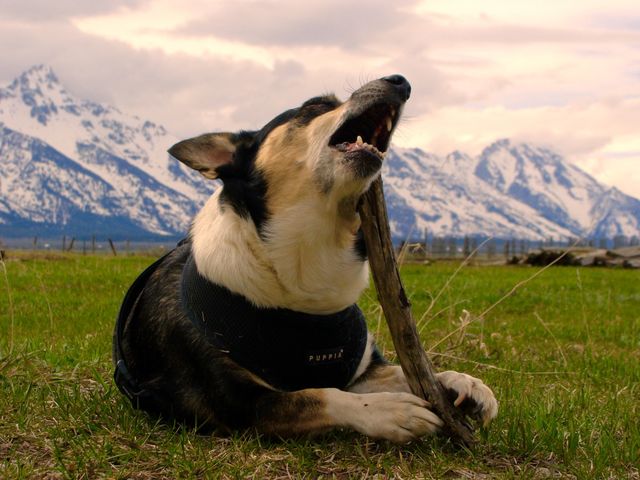 Fun with a stick in the Tetons 