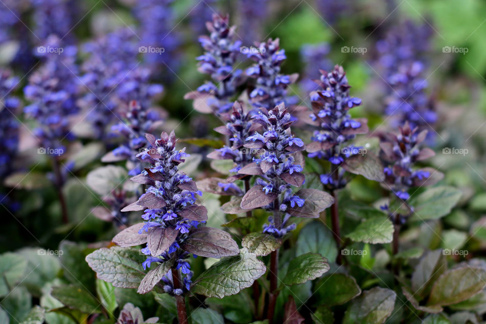 purple flowers in the garden