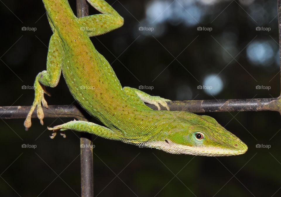 Green anole, Slidell, La


