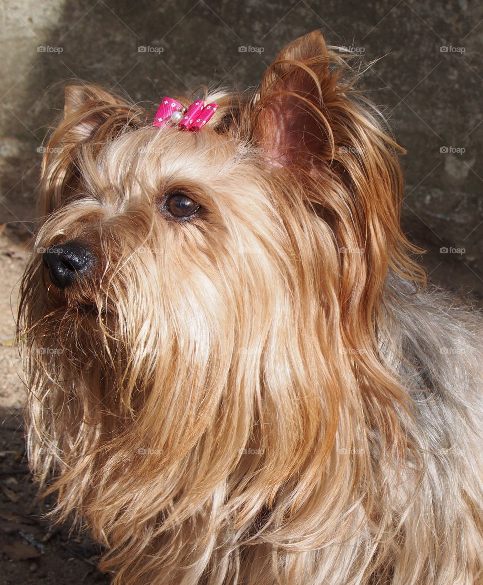 Close-up of yorkshire terrier dog