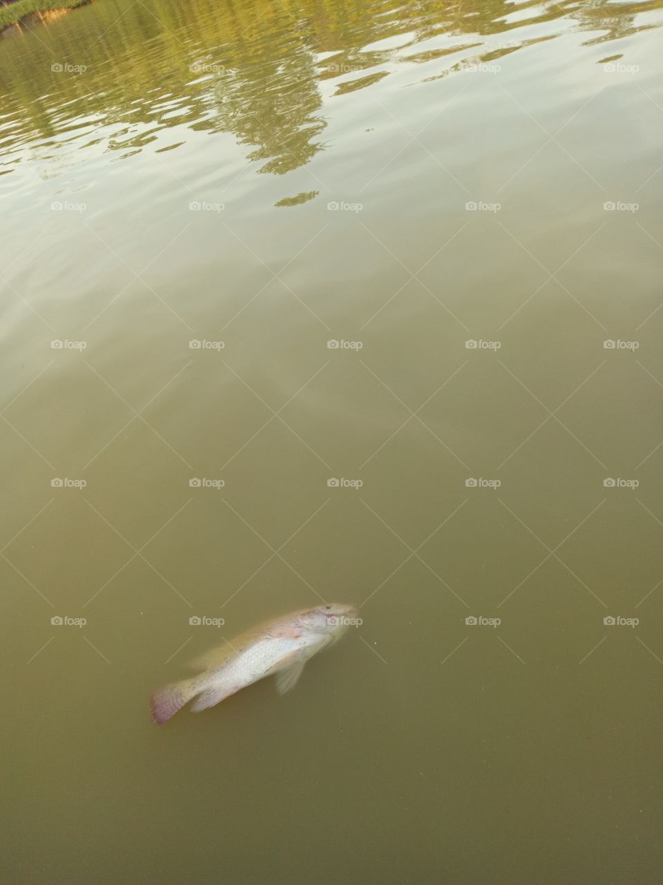 Fish Dead