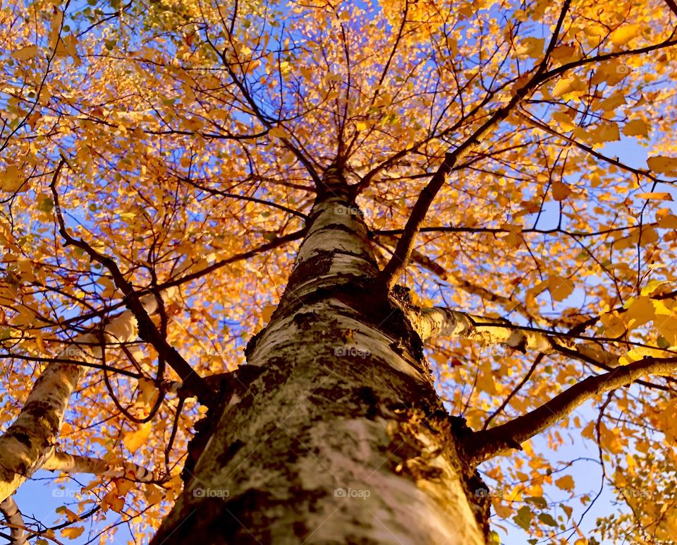 Wonders of autumn 😊