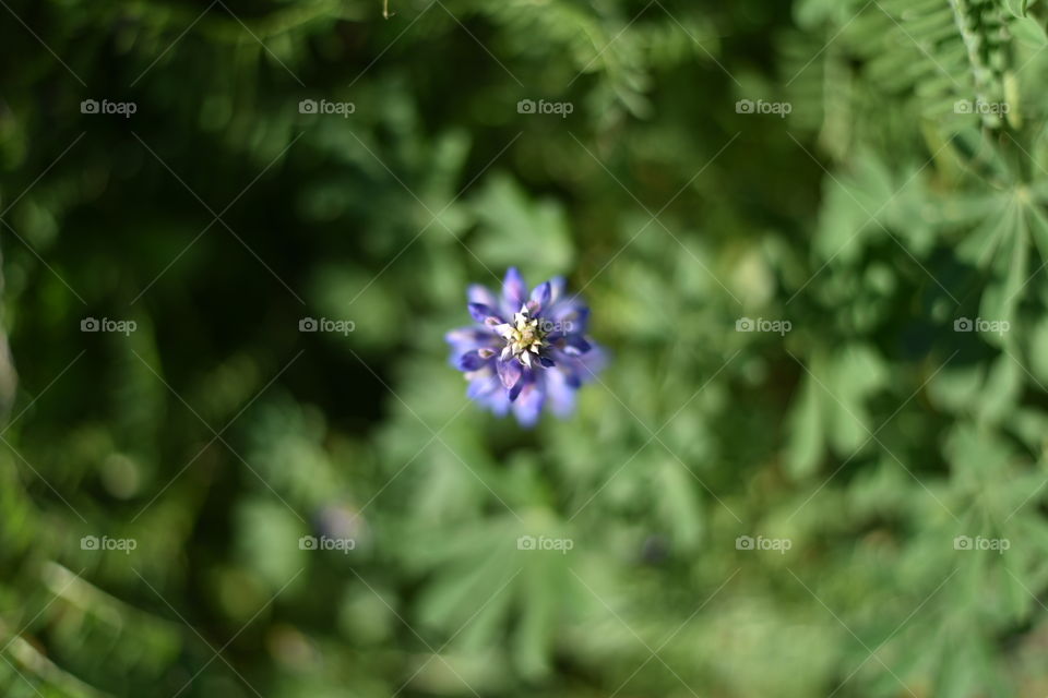 Top down shot of a single Purple Lupine.