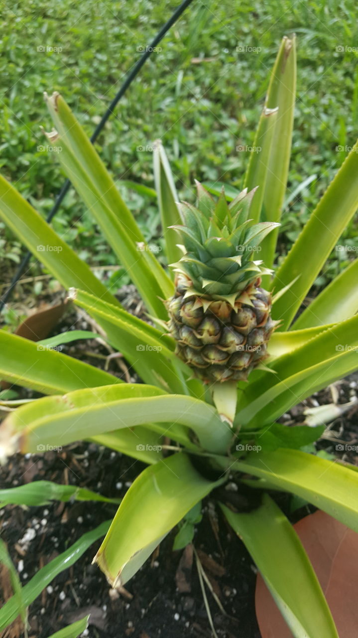 pineapple starting to grow small bloom fresh fruit