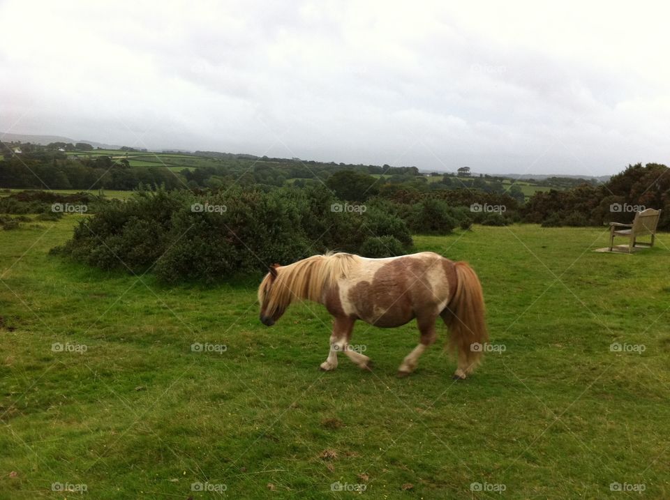 Dartmoor pony 