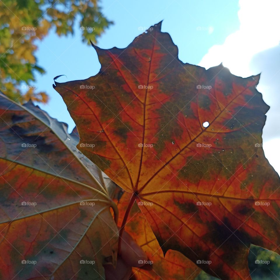 Fallen maple autumn leaf.  The leaf is colored red, green, yellow.