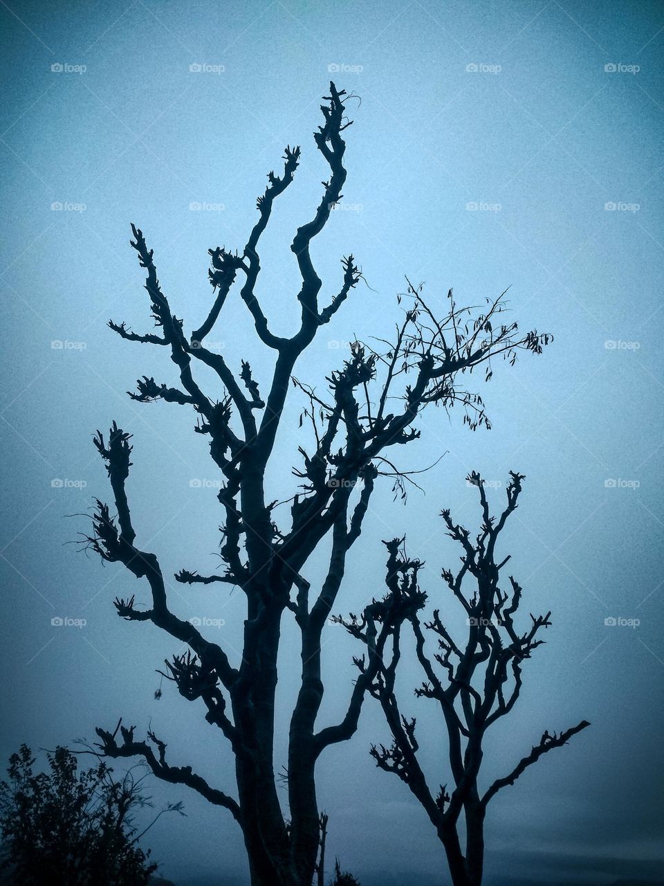 beautiful tree and background.