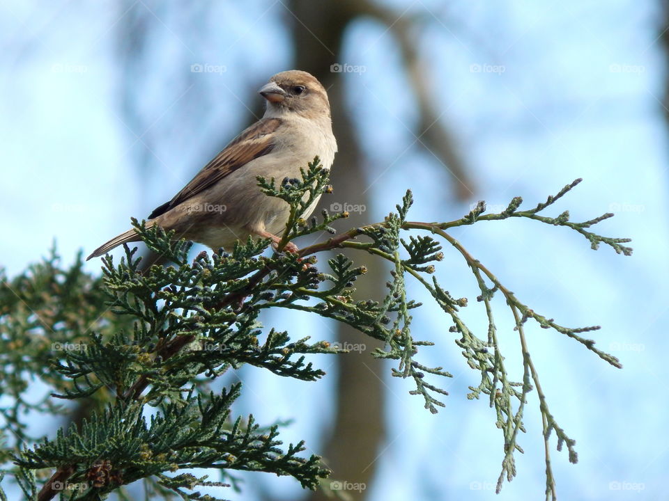 House sparrow sitting on a tree
